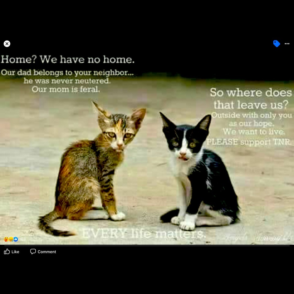 So many unwanted unloved kittens left to starve!